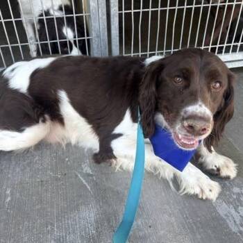 Spaniel Dogs Available for Adoption in Woodland, California - Rouge | PetCurious