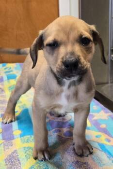 Retriever Dogs Available for Adoption in Sandusky, Ohio - MAEVE | PetCurious