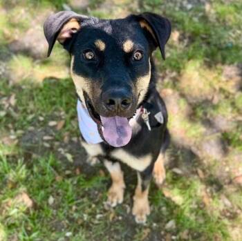 German Shepherd Dog and Pit Bull Terrier Dogs Available for Adoption - Dobbie Boy The Ultimate Pawsome Buddy  | PetCurious