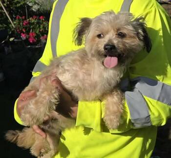 Shih Tzu and Poodle Dogs Available for Adoption - Lilly | PetCurious