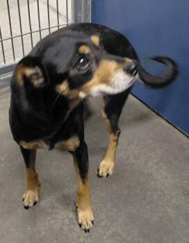Isaac -  Mixed Breed Dog for Adoption in Henderson, North Carolina - Isaac | PetCurious