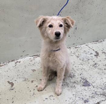 Great Pyrenees and Australian Cattle Dog Blue Heeler Dogs Available for Adoption in Houston, Texas - A2067929 | PetCurious
