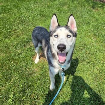 Ringo Star -  Husky Dog for Adoption in Middletown, Rhode Island - Ringo Star | PetCurious