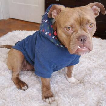MJ -  Mixed Breed Dog for Adoption in Memphis, Tennessee - MJ | PetCurious