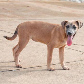 Buttercup -  Mixed Breed Dog for Adoption in Groveland, Massachusetts - Buttercup | PetCurious