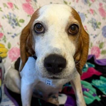 Hubba Bubba -  Hound Dog for Adoption in Fairfax Station, Virginia - Hubba Bubba | PetCurious
