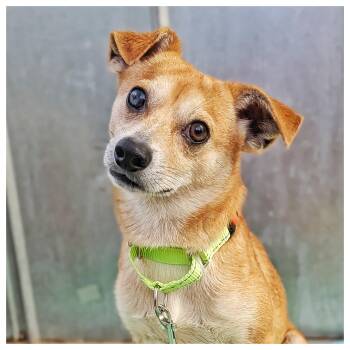 Chihuahua Dogs Available for Adoption in Eustis, Florida - Red | PetCurious