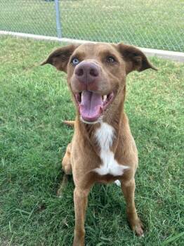 Tater -  Vizsla and Mountain Cur Dog for Adoption in Sunnyvale, Texas - Tater | PetCurious