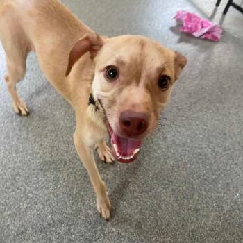 Skip -  Chihuahua and Miniature Pinscher Dog for Adoption in Plainfield, Illinois - Skip | PetCurious