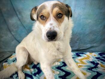 Oso -  Great Pyrenees Dog for Adoption in Salinas, California - Oso | PetCurious