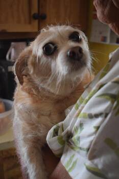 Lego -  Terrier Dog for Adoption in Pahrump, Nevada - Lego | PetCurious