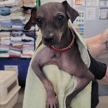 Mixed Breed Dogs Available for Adoption in Las Cruces, New Mexico - 103099 | PetCurious