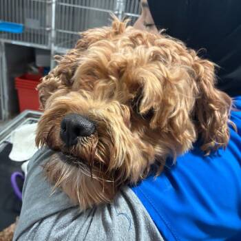 Zoe -  Poodle and Mixed Breed Dog for Adoption in Northbrook, Illinois - Zoe | PetCurious