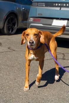 Redbone Coonhound Dogs Available for Adoption - JASPER | PetCurious