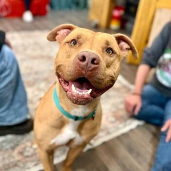 American Staffordshire Terrier and Pit Bull Terrier Dogs Available for Adoption in Friendswood, Texas - Buster Butters Softer Than A Crescent Roll | PetCurious