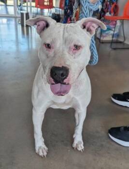 Pearl -  Terrier Dog Available for Adoption in Hartsville, South Carolina - Pearl | PetCurious