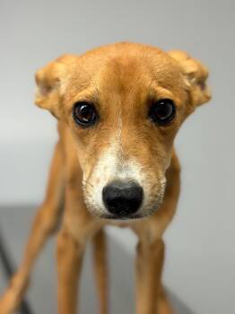 Rescue Shepherd and Mixed Breed Dogs for Adoption in Lockhart, Texas - Bambi | PetCurious