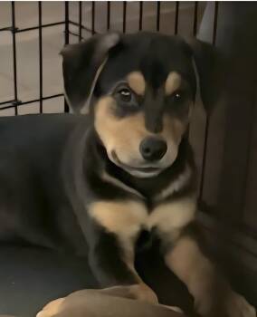 Rescue Australian Shepherd and Rottweiler Dogs for Adoption in Plano, Texas - Prancer | PetCurious