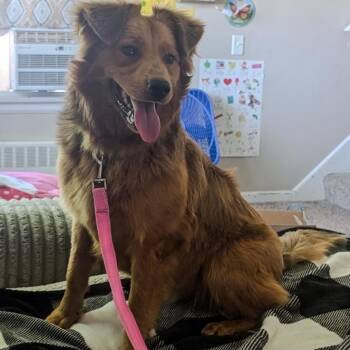 Golden Retriever and Australian Shepherd Dogs Available for Adoption in Ottawa Hills, Ohio - Churro | PetCurious