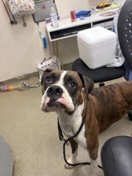 Goober -  Boxer and Mixed Breed Dog for Adoption in Palm Coast, Florida - Goober | PetCurious