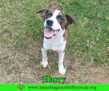 Harry -  Mixed Breed Dog for Adoption in Pensacola, Florida - Harry | PetCurious