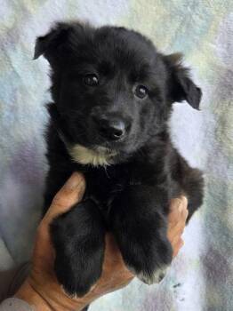 Alaskan Malamute and German Shepherd Dog Dogs Available for Adoption in Malvern, Pennsylvania - Nova | PetCurious