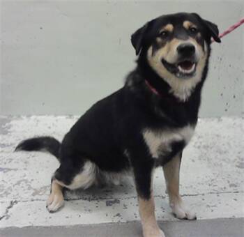 DUCKIE -  Rottweiler Dog for Adoption in Houston, Texas - DUCKIE | PetCurious