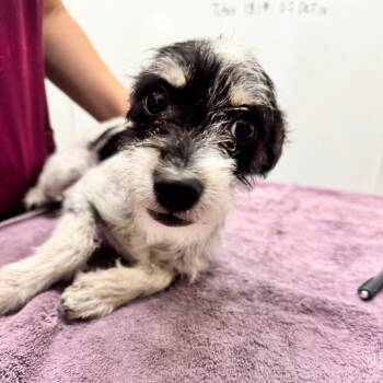 Zero -  Wire Fox Terrier Dog for Adoption in Chico, California - Zero | PetCurious