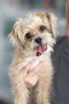 Shih Tzu and Chihuahua Dogs Available for Adoption in Humble, Texas - Pongo | PetCurious