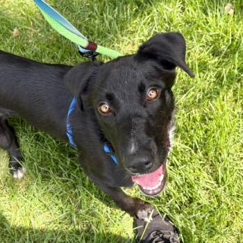Oreo -  Mixed Breed Dog for Adoption in Wantagh, New York - Oreo | PetCurious