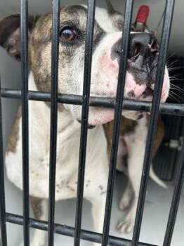 papa johns -  Pit Bull Terrier and Mixed Breed Dog for Adoption in Atlanta, Georgia - Papa Johns | PetCurious