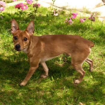 Rescue Miniature Pinscher Dogs for Adoption in Brownstown, Indiana - Abe | PetCurious