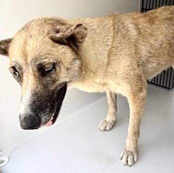 A657705 -  Belgian Shepherd Malinois and Mixed Breed Dog for Adoption in Houston, Texas - A657705 | PetCurious