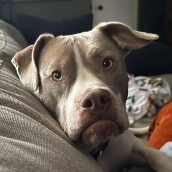 Olivia -  Pit Bull Terrier Dog for Adoption in Richmond, Virginia - Olivia | PetCurious
