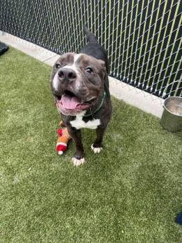 Gibbs -  Mixed Breed Dog for Adoption in Lafayette, Indiana - Gibbs | PetCurious