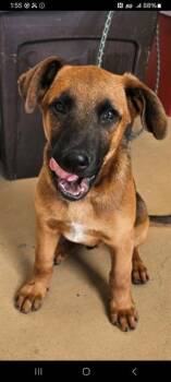 Anatolian Shepherd and Mixed Breed Dogs Available for Adoption in Chula Vista, California - A271667 | PetCurious