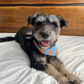 Rescue Terrier Dogs for Adoption in San Jose, California - Bungree | PetCurious