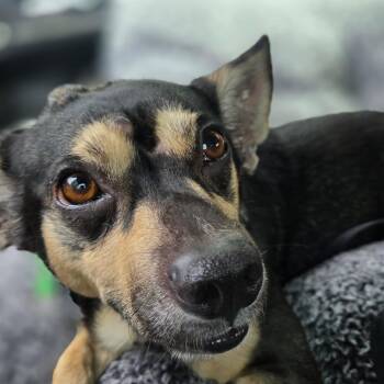 Gizmo -  Dachshund Dog for Adoption in Portland, Oregon - Gizmo | PetCurious