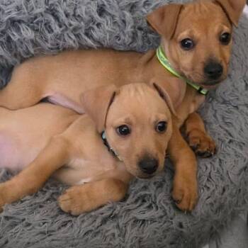 Chihuahua Dogs Available for Adoption - Bean C214 | PetCurious