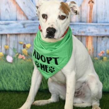 Mac -  English Bulldog and Mixed Breed Dog for Adoption in Floresville, Texas - Mac | PetCurious