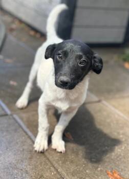 Rescue Jack Russell Terrier and Mixed Breed Dogs for Adoption in Hortense, Georgia - Princess | PetCurious