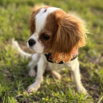Cami -  Cavalier King Charles Spaniel Dog for Adoption in Alafaya, Florida - Cami | PetCurious