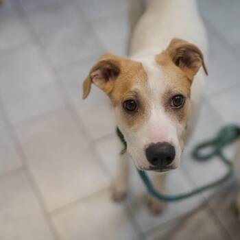Great Pyrenees and Mixed Breed Dogs Available for Adoption in Pawling, New York - Goose | PetCurious
