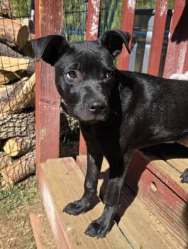 Lina -  Labrador Retriever and Pit Bull Terrier Dog for Adoption in Evergreen, Colorado - Lina | PetCurious