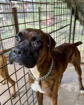 Boxer Dogs Available for Adoption in Monticello, New York - Tyson TX | PetCurious
