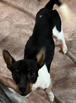 Rowdy -  Rat Terrier Dog for Adoption in Thompson Falls, Montana - Rowdy | PetCurious