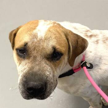 Sal -  Mixed Breed Dog for Adoption in Asheville, North Carolina - Sal | PetCurious