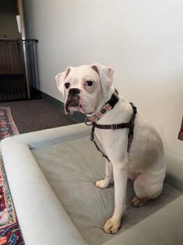 MARGO -  Boxer Dog for Adoption in Boston, Massachusetts - MARGO | PetCurious