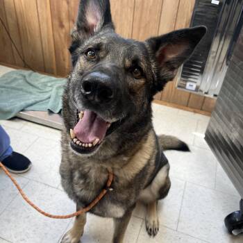 Mixed Breed Dogs Available for Adoption - Ace | PetCurious