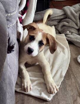 Frankie -  Golden Retriever and Hound Dog for Adoption in Cincinnati, Ohio - Frankie | PetCurious